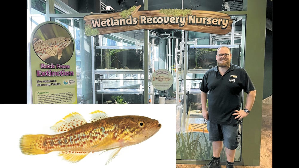 Kerang’s “zombie fish” breeding in Melbourne post image