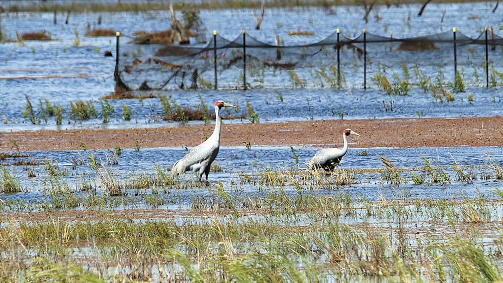 Enjoy Breakfast with the Birds post image