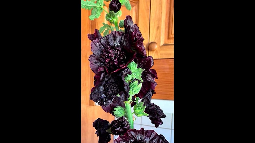 Garden Society - February 29, 2024 post image