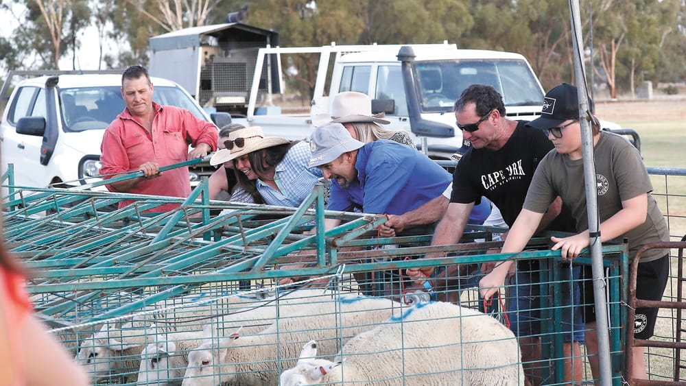 Sheep Races a Sell Out! post image