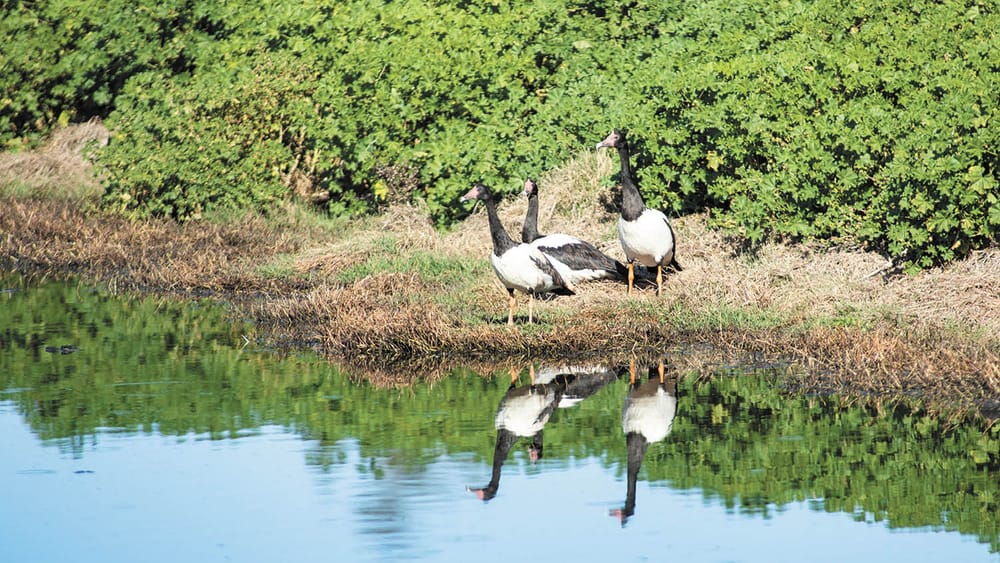 Ya Goose! post image