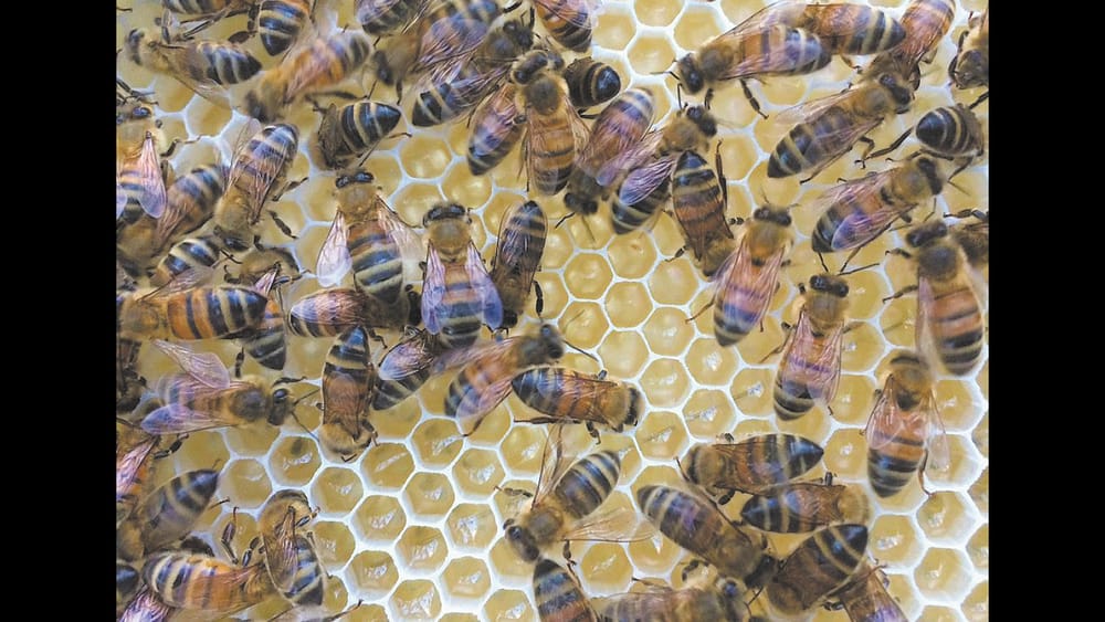 Vic beekeepers can apply to move hives from NSW post image