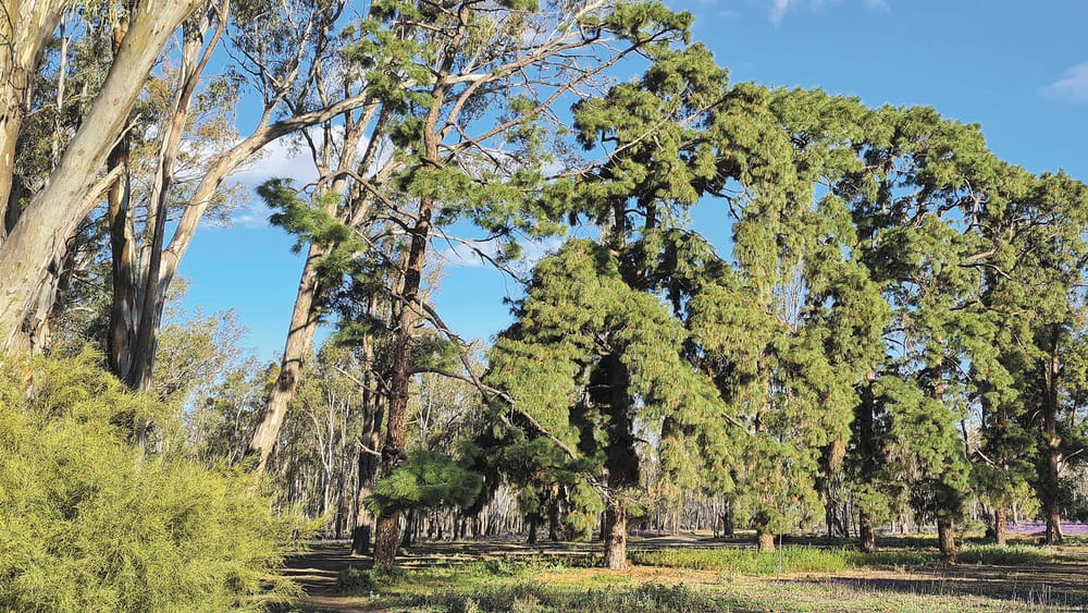 Nursery Track Pines post image