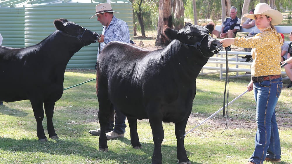 Cohuna Shows its Best post image