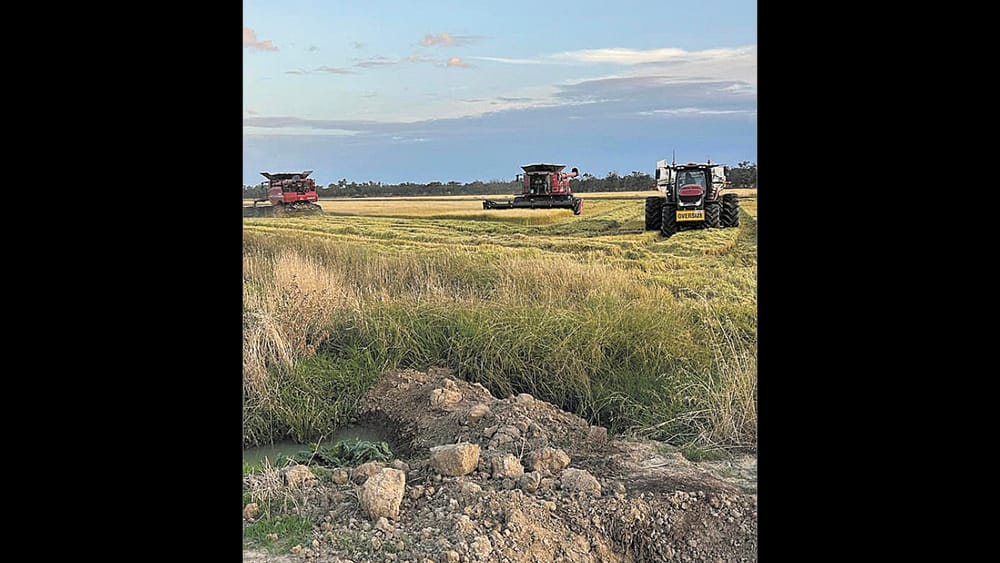 Rice Crop Aids Footy Club at Moulamein post image