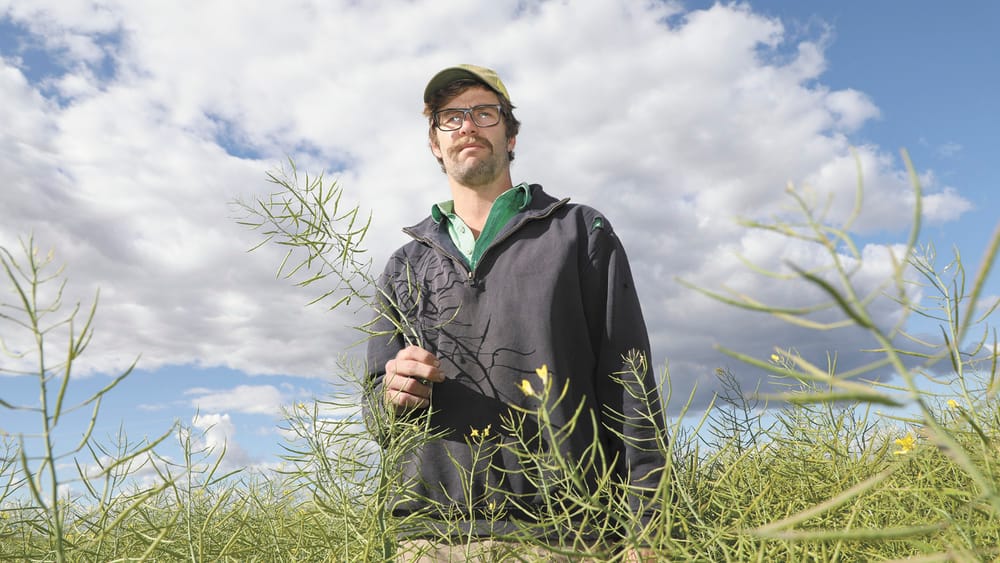 Mischievous Mice post image