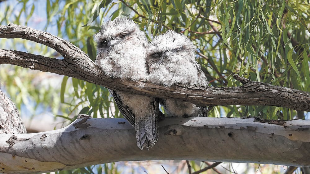 Fluffy Balls of Cuteness! post image