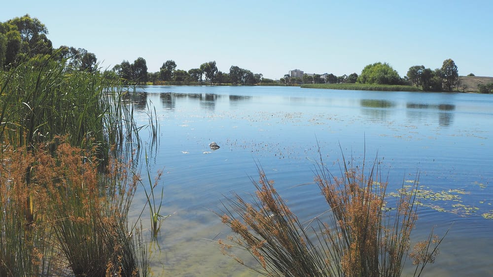 Applications open for $15,000 ‘Wetlands for Wildlife’ grants post image