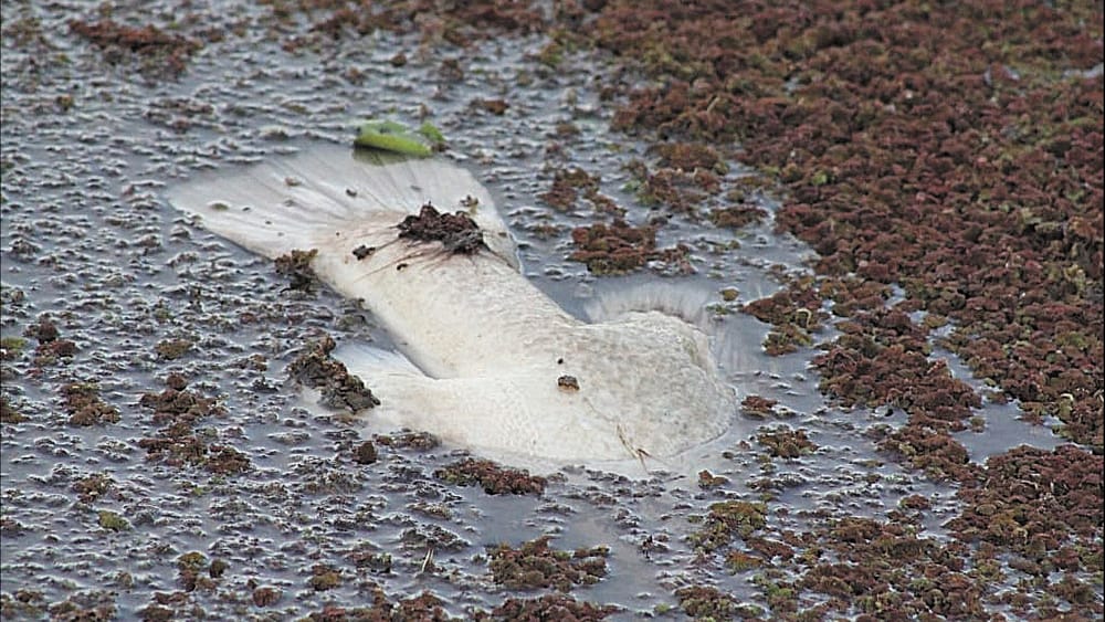 Recent Fish Deaths Reignite Management Frustration post image