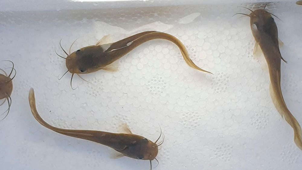 Moulamein Notebook- February 10, 2022 post image