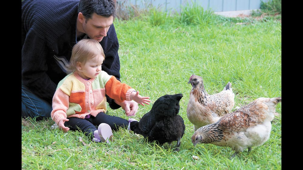 Happy Cluckers post image