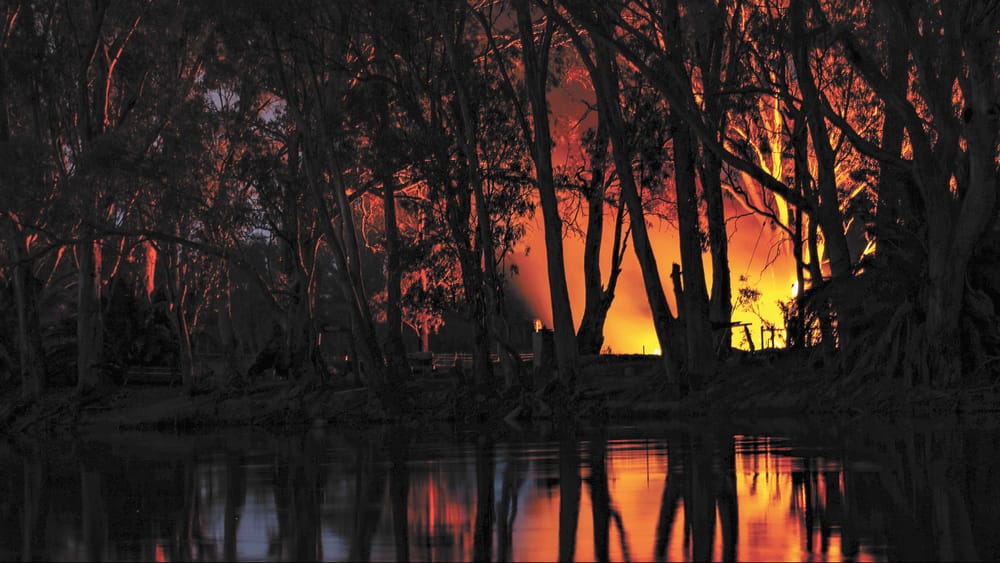 Flamin' Trees post image