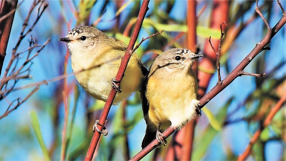 Look to the Birds post image