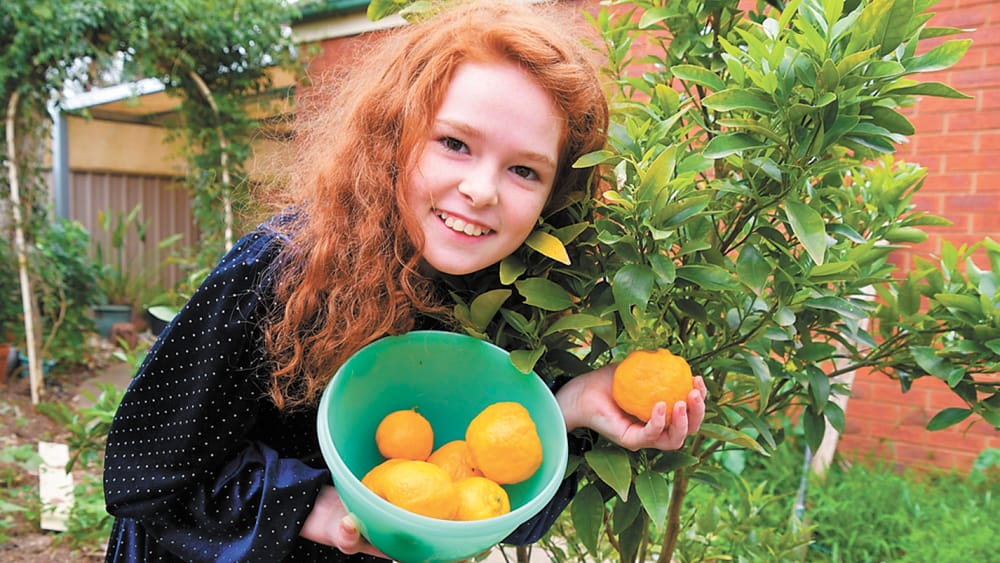 Solar Powered Plants… post image