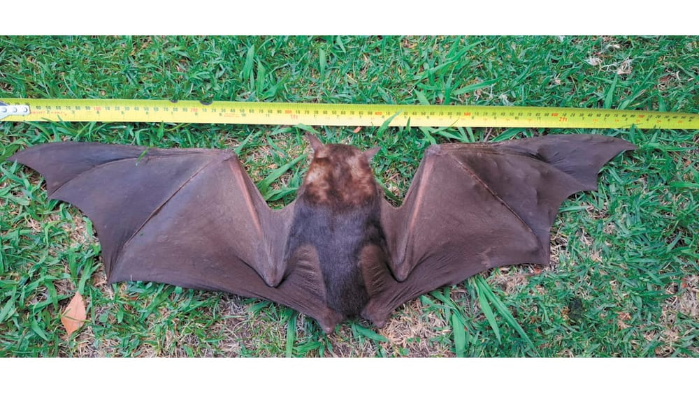 Fruit Bat Spotted post image
