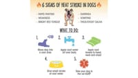 The Heat is on – Don’t forget your fur babies post image