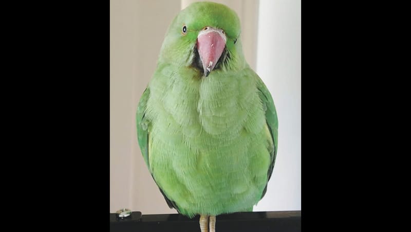 Cocky parrot home at last post image
