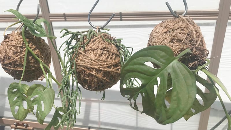 Garden Society - September 19, 2024 post image