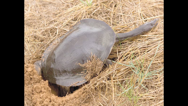 Floating islands to provide sanctuary for turtles post image