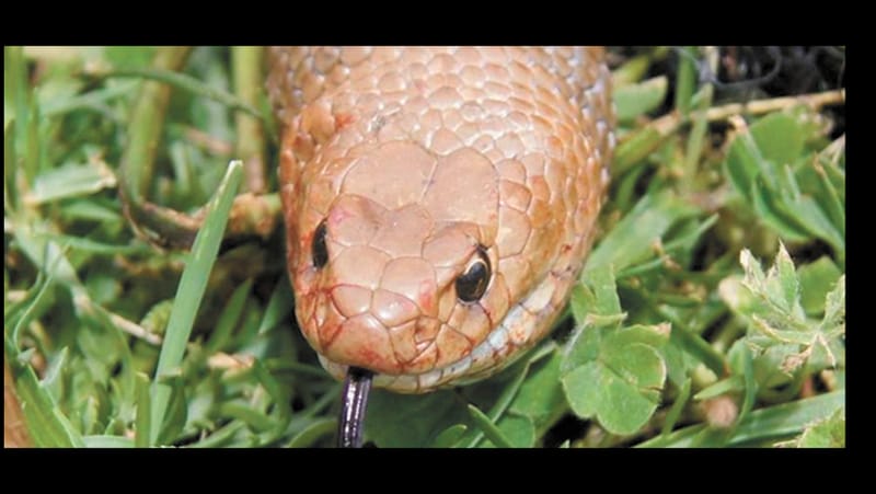 Snakes Alive! post image