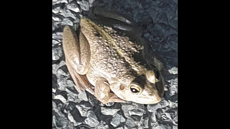 Moulamein Notebook- September 12, 2024 post image