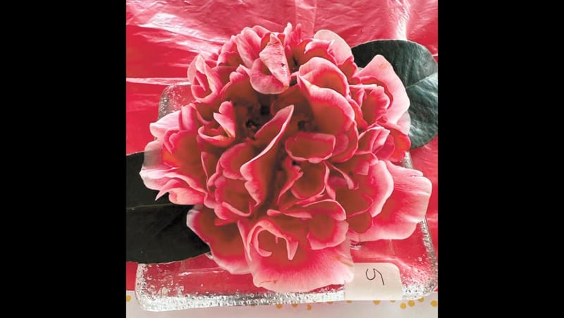 Garden Society - August 22, 2024 post image