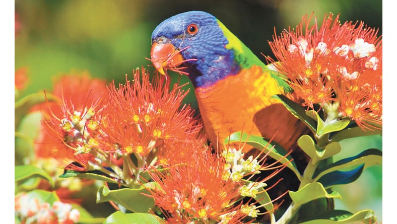 Look to the Birds… post image