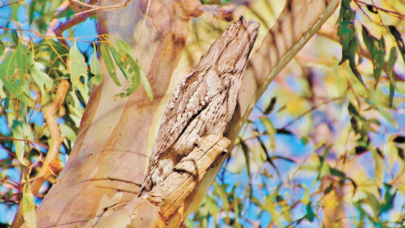 Sometimes things are not as they seem! post image