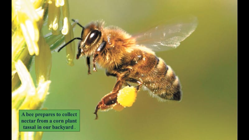 Busy as a Bee post image