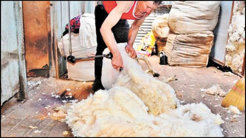 Celebrating Australia Day with Acts of Kindness… post image