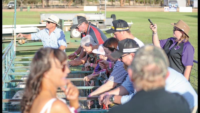 Wakool Sheep Races Bleating Successful post image