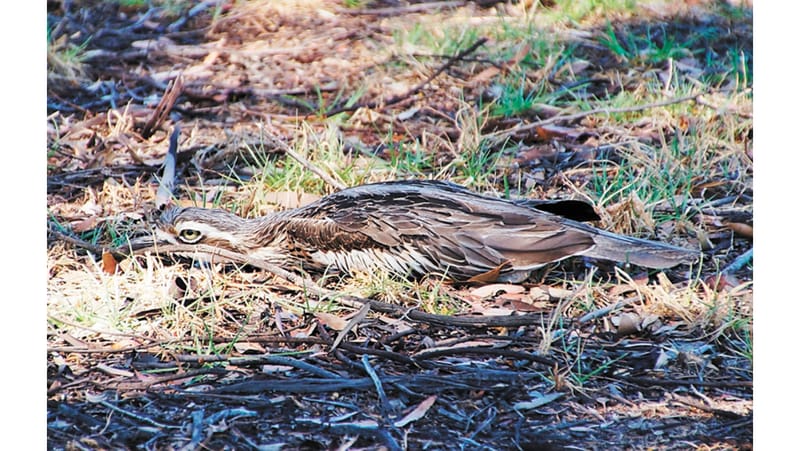 Taming the Tongue post image