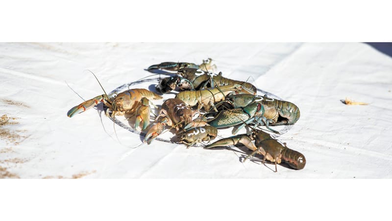 Moulamein Yabby Races post image