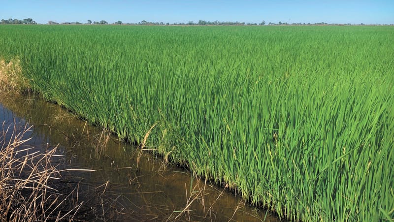 Chalmers Crowned CY25 SunRice Grower of the year post image