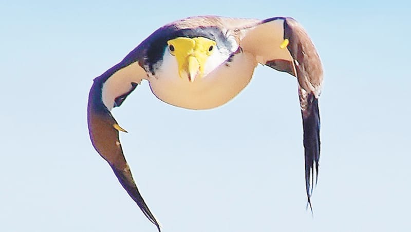 “Watch Out for the Maggie, Mate!” post image