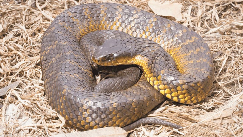 Snake season is here, be prepared and stay safe post image