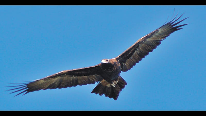 Soaring on Wings like Eagles post image