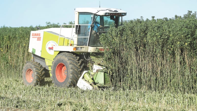 High Hopes for Hemp post image