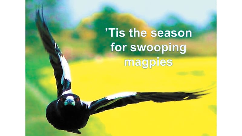 ’Tis the Season for Swooping Magpies! post image