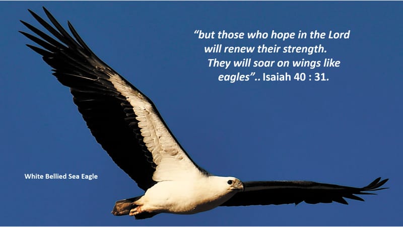 Soaring on Wings like Eagles post image
