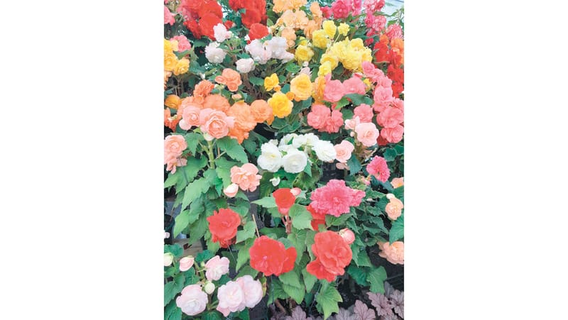 Koondrook-Barham Garden Society post image